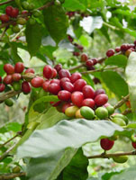 kaffebønner på kaffebusk