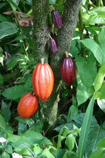 Kakao tre med frukt